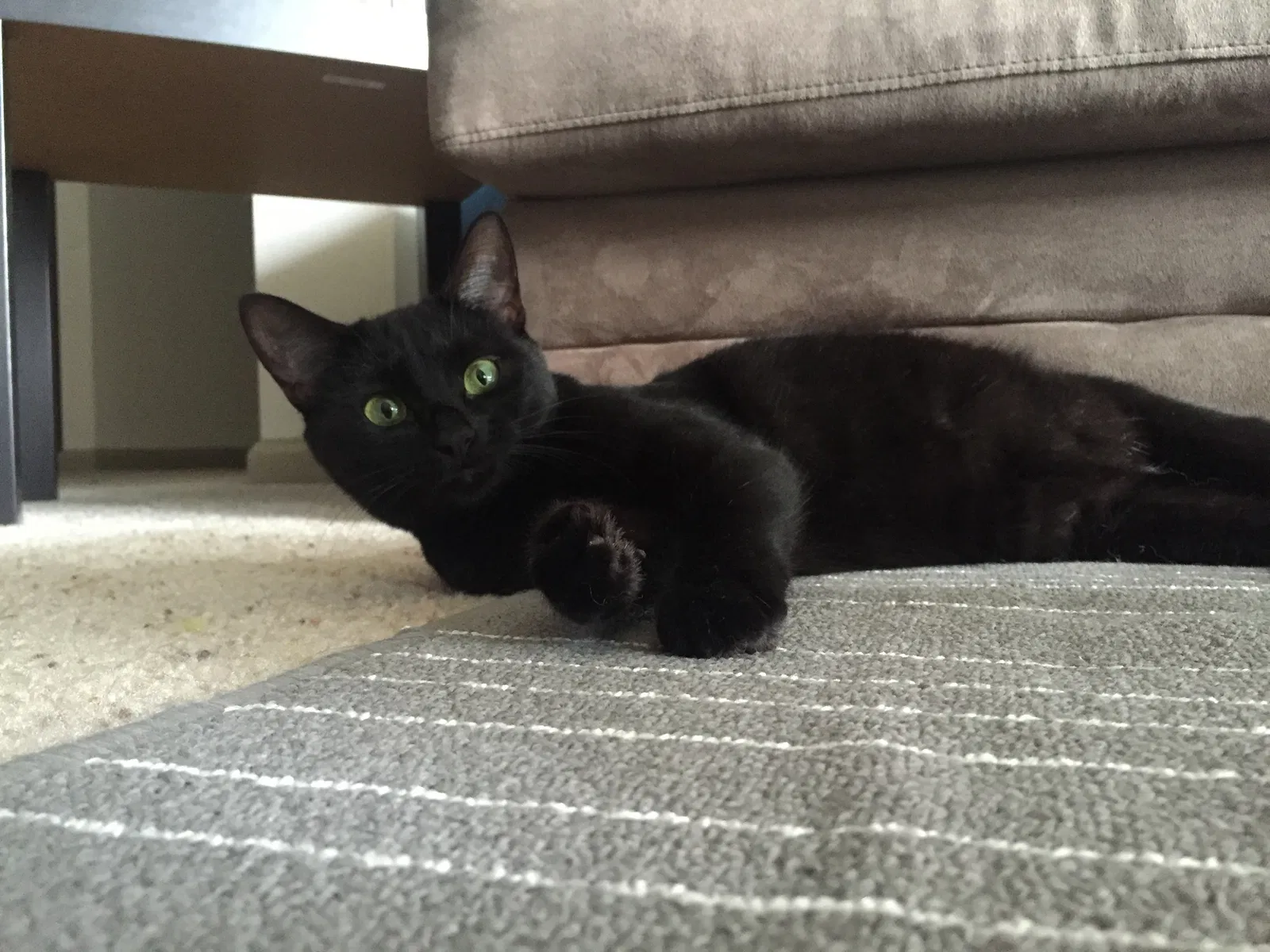 Lost cat in Angier, NC, 27501