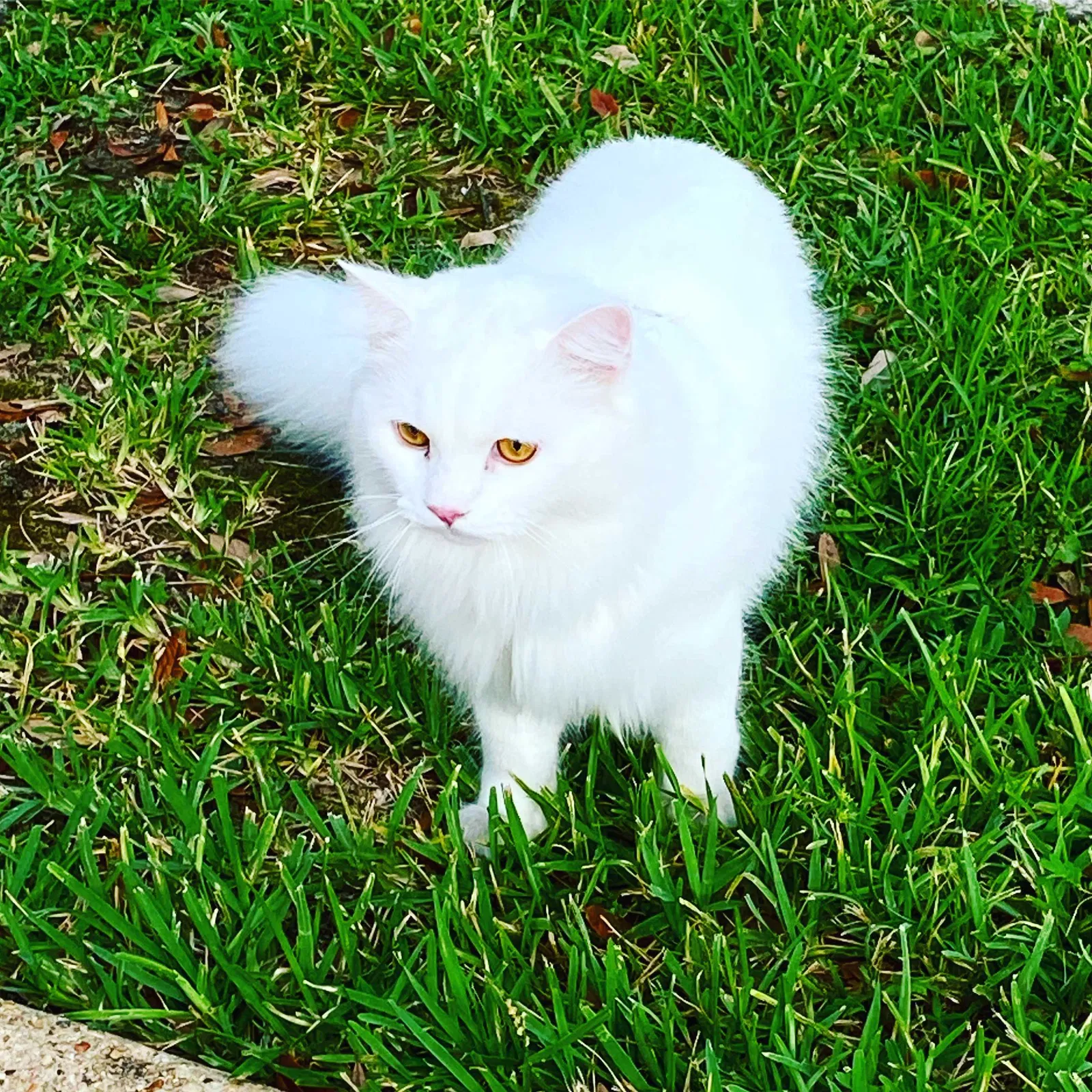 Lost cat in Pensacola, FL, 32526