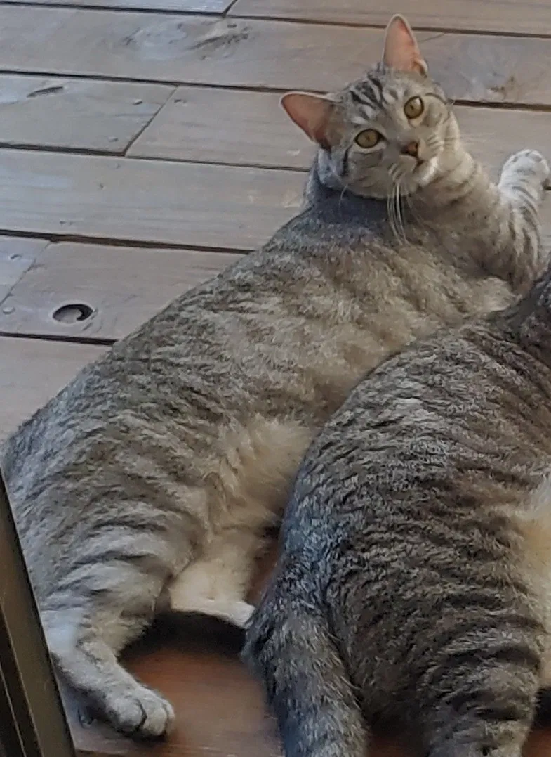 Lost cat in Indianapolis, IN, 46256