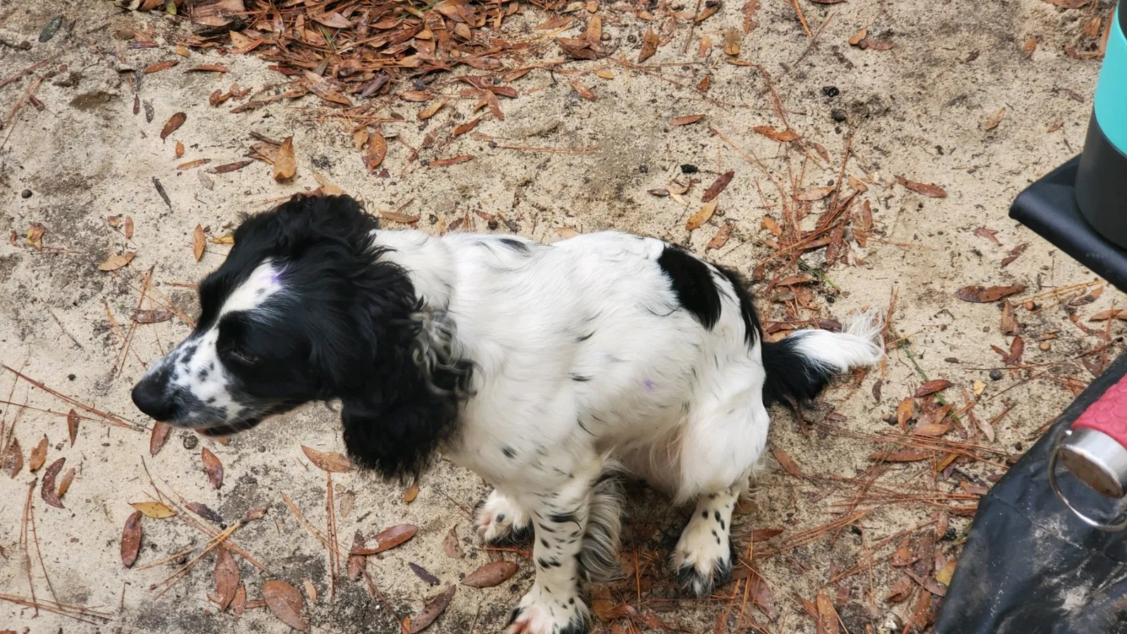 Lost dog in Maryville, TN, 37804