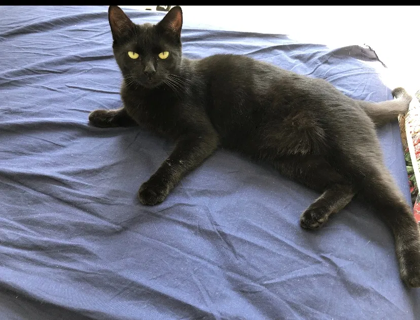 Lost cat in Daytona Beach, FL, 32117