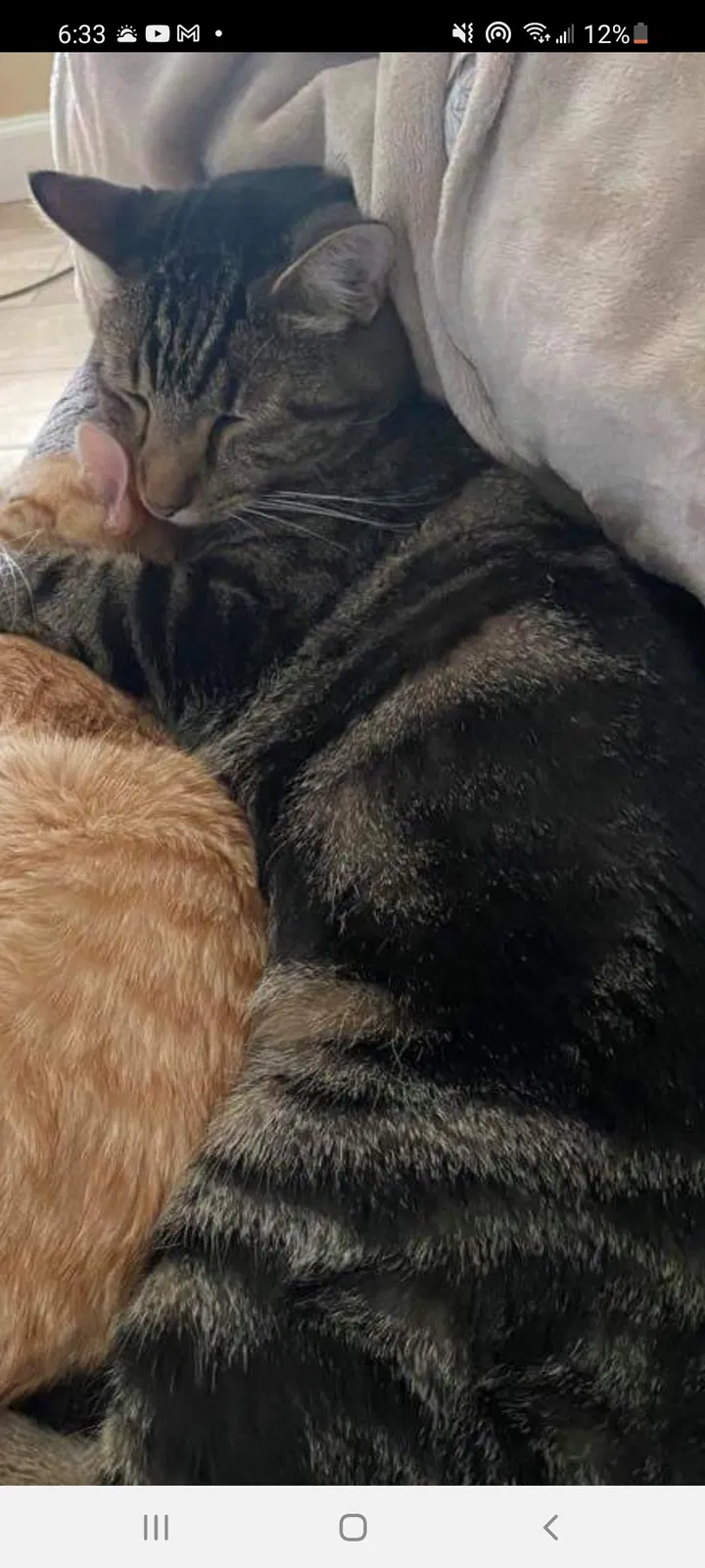 Lost cat in Richmond, ME, 4357