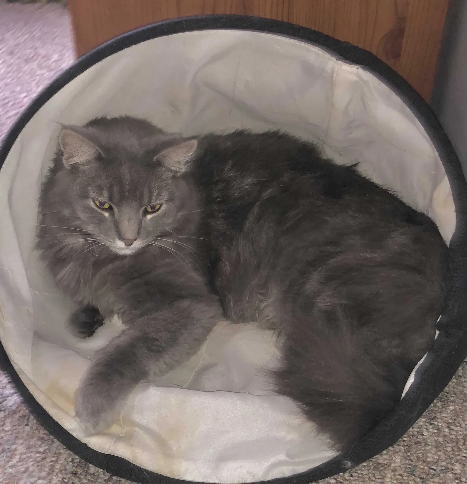 Lost cat in Aurora, IL, 60502