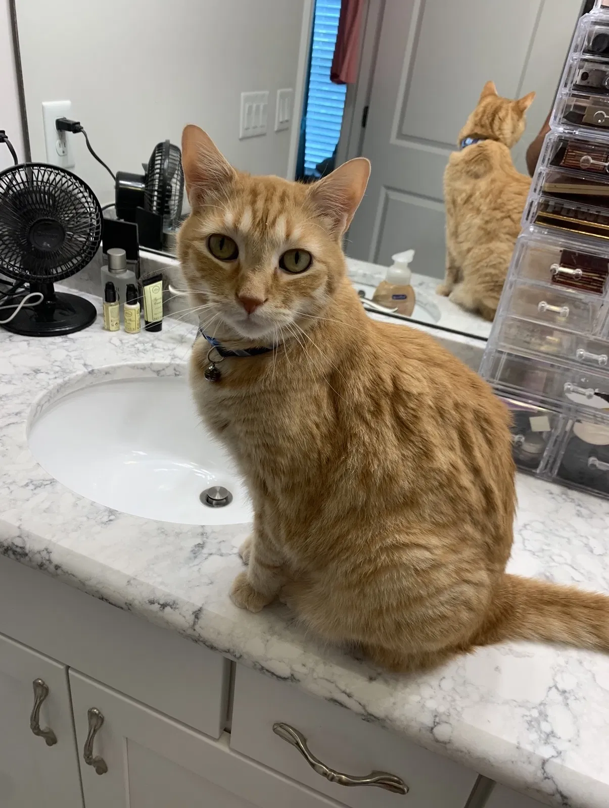Lost cat in Fleming Island, FL, 32003