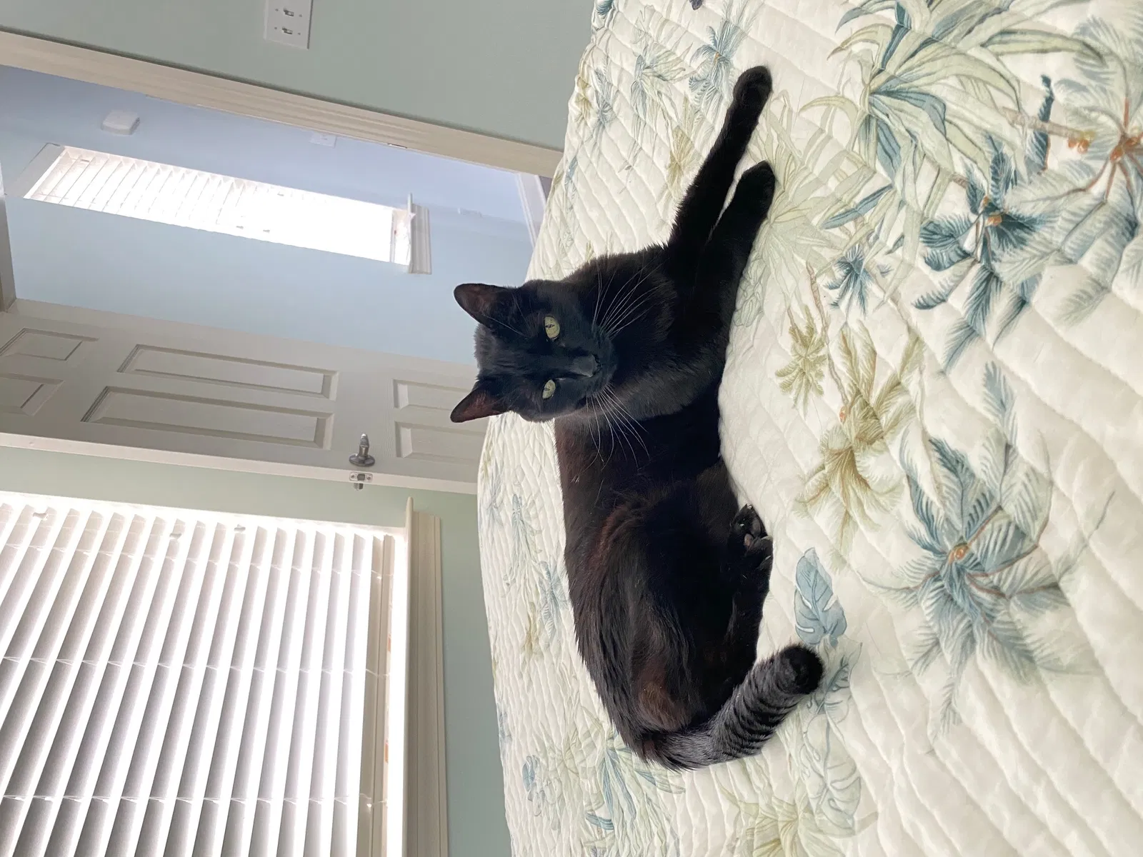 Lost cat in Seaside Heights, NJ, 8751