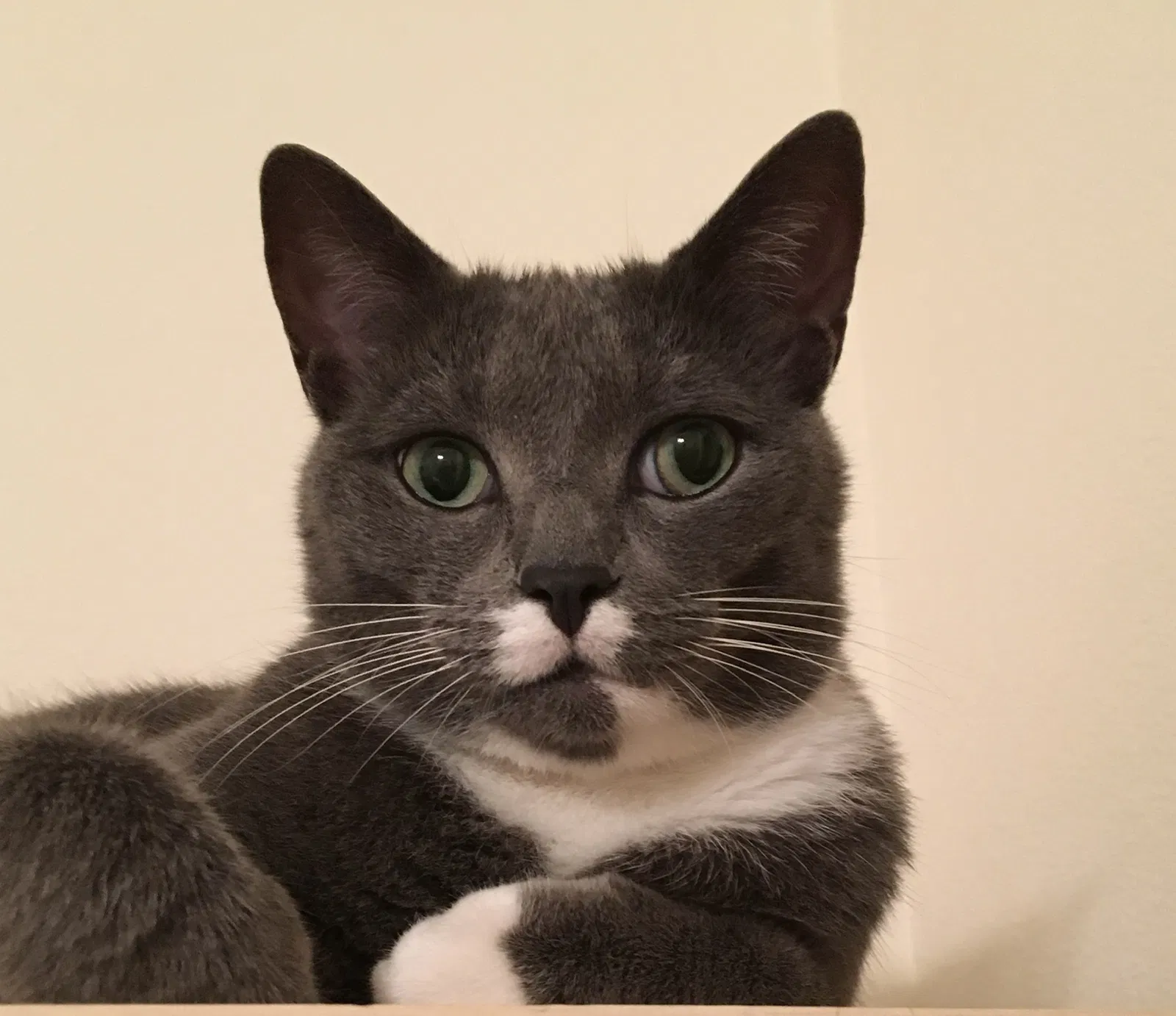 Lost cat in Pensacola, FL, 32514