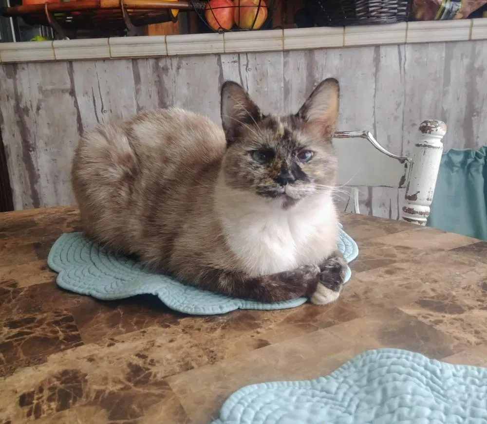 Lost cat in Humble, TX, 77346