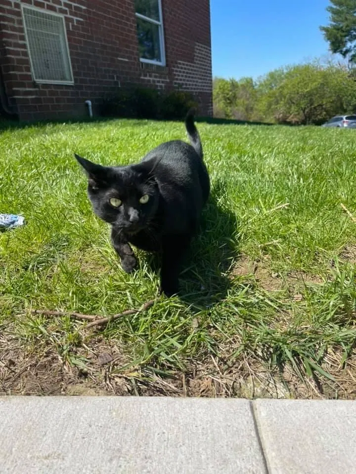 Lost cat in Cockeysville, MD, 21030