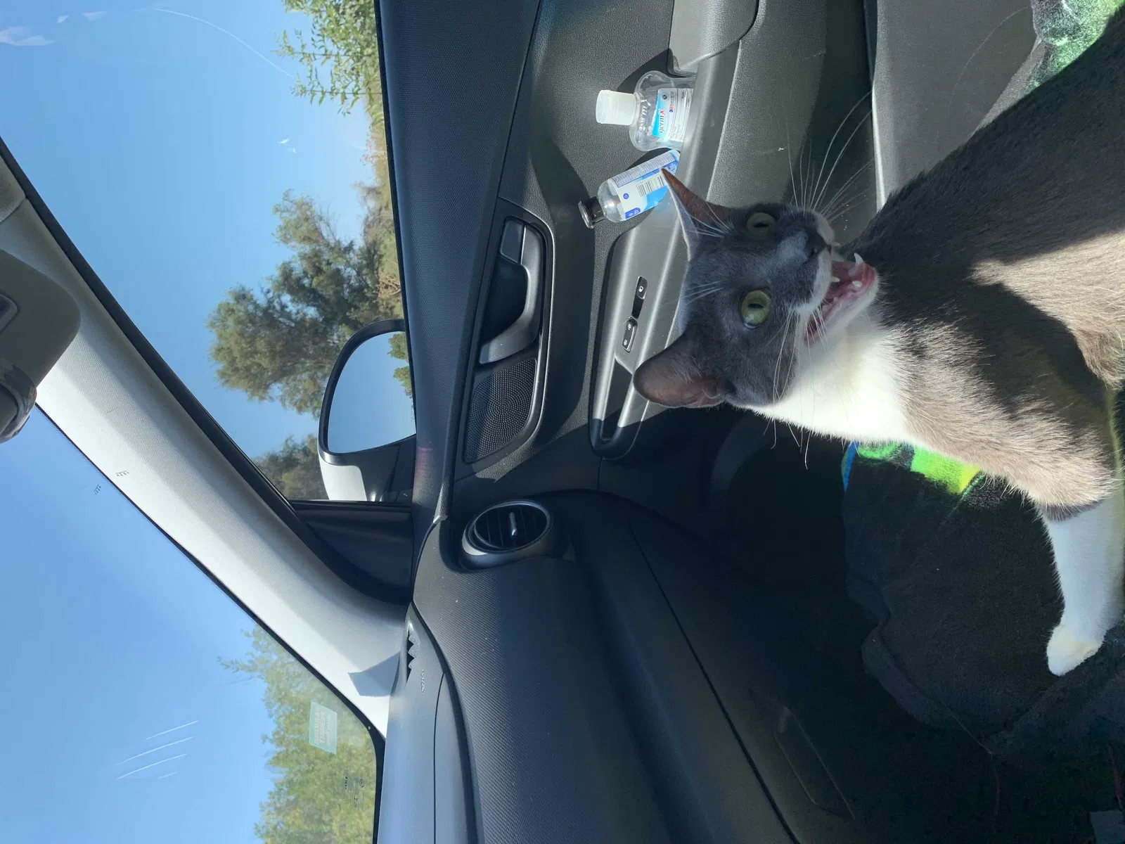 Lost cat in Jean, NV, 89019