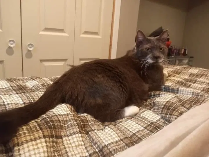 Lost cat in Minneapolis, MN, 55423
