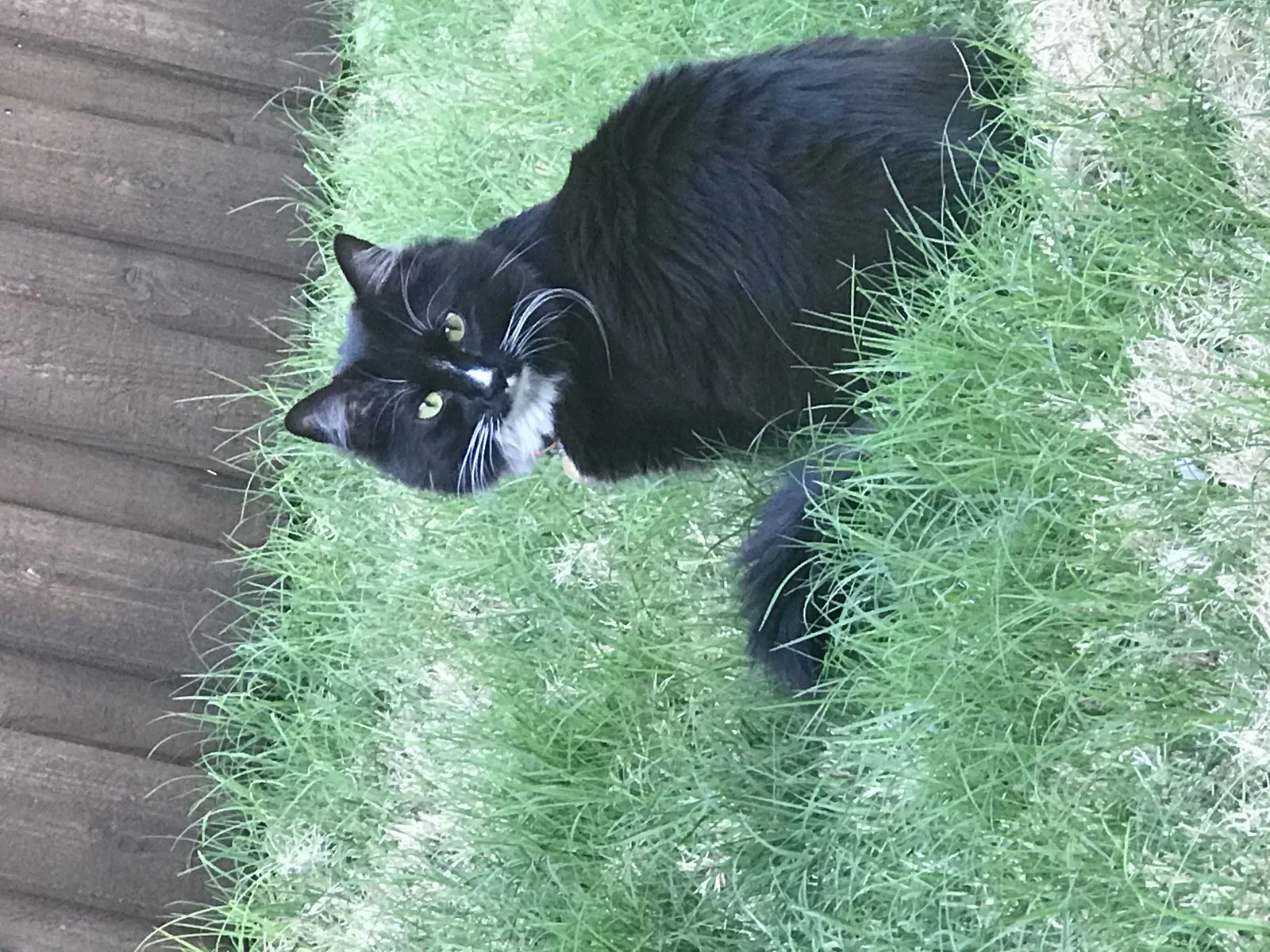 Lost cat in Flower Mound, TX, 75022