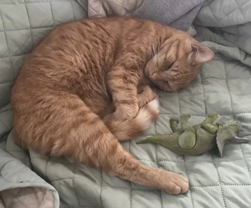 Lost cat in Wilmington, DE, 19805