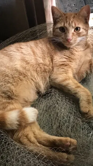 Lost cat in Savannah, GA, 31404