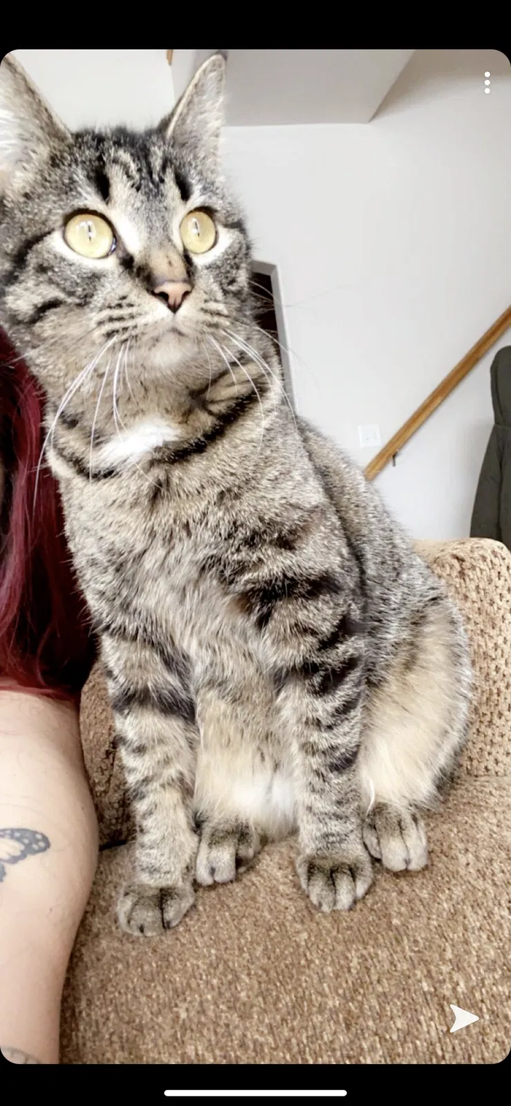 Lost cat in West Jordan, UT, 84081