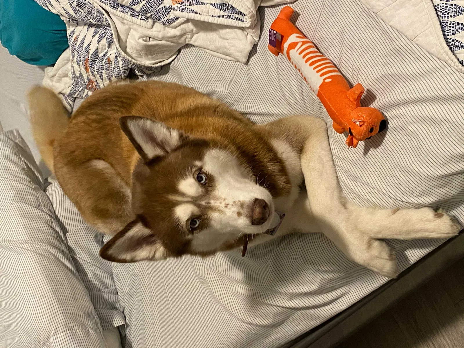 Lost dog in Terrell, TX, 75160