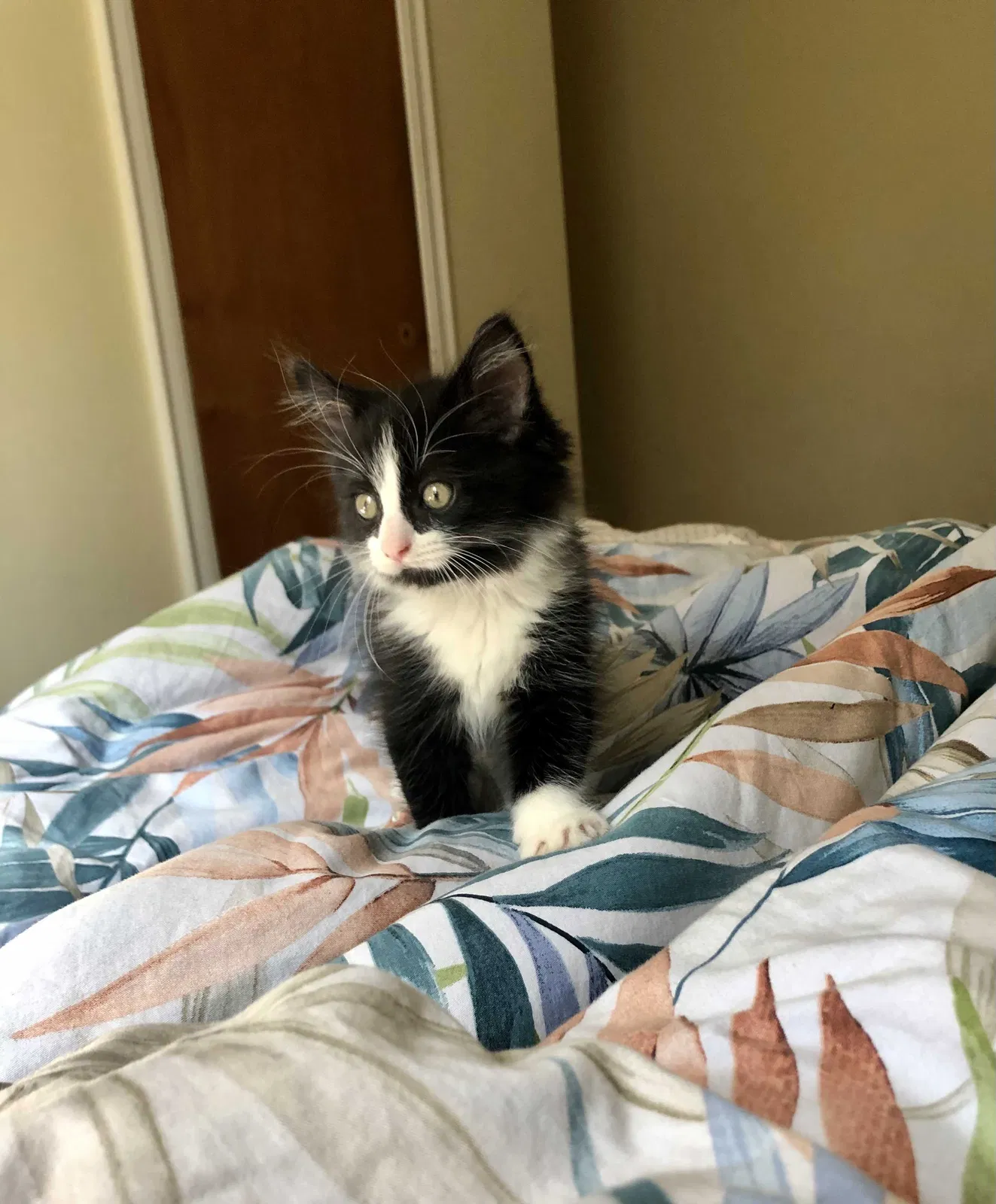 Lost cat in Ypsilanti, MI, 48197