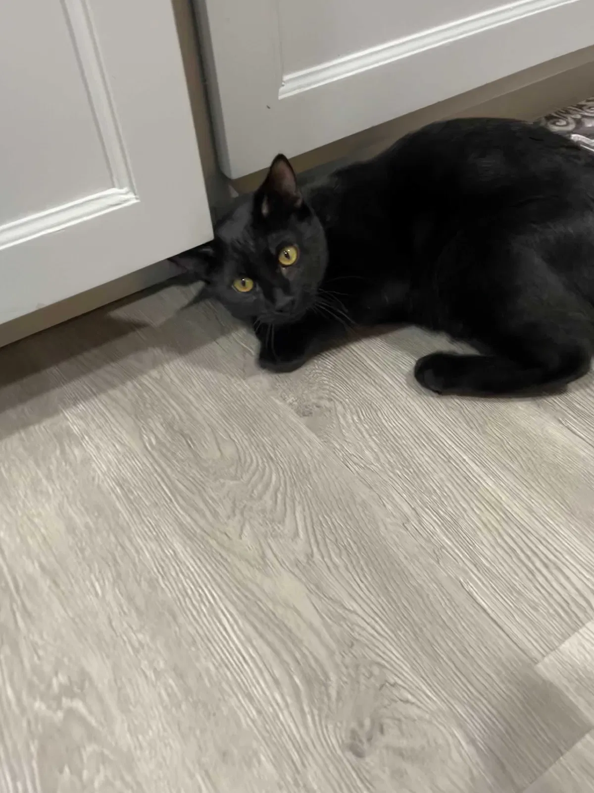 Lost cat in Phoenix, AZ, 85017