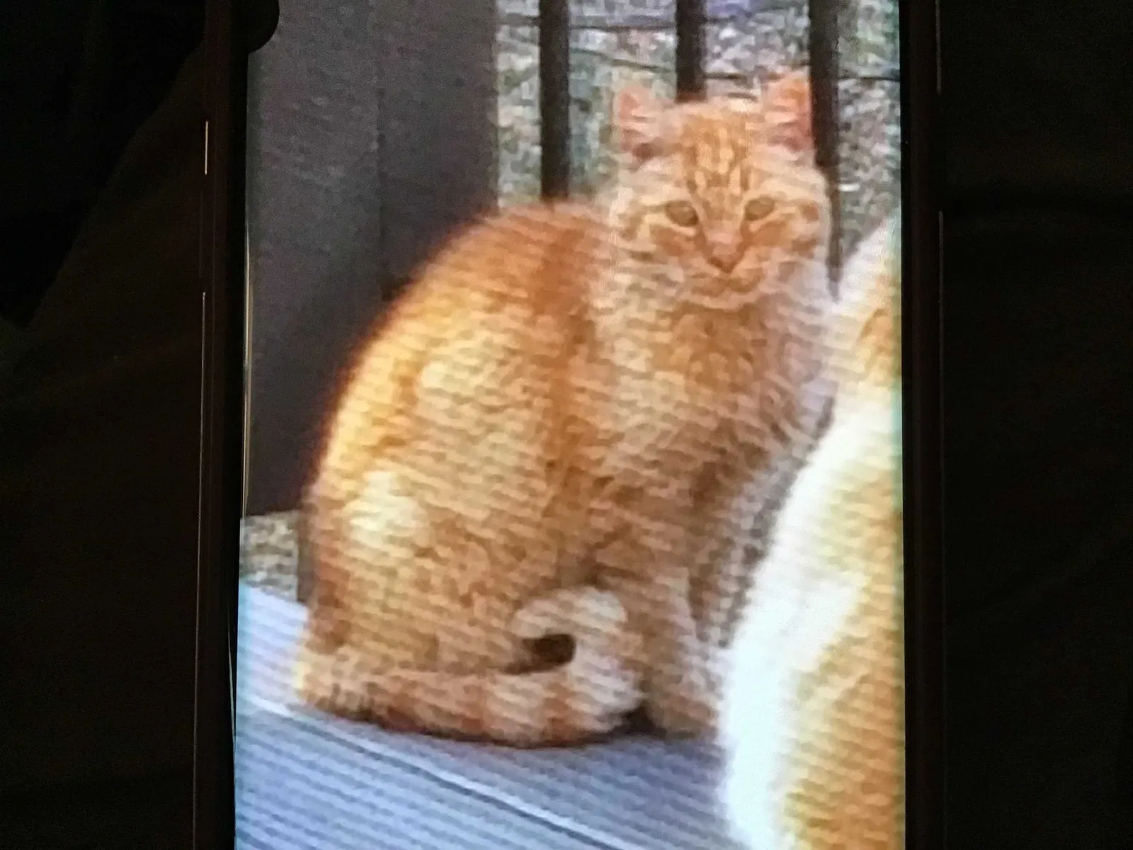 Lost cat in Cumming, GA, 30040