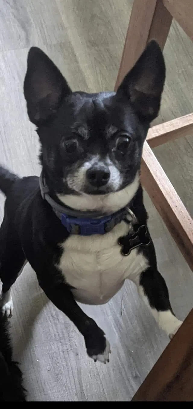 Lost dog in Clermont, FL, 34715