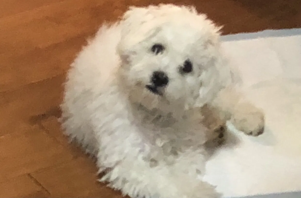 Lost dog in Lexington, KY, 40503