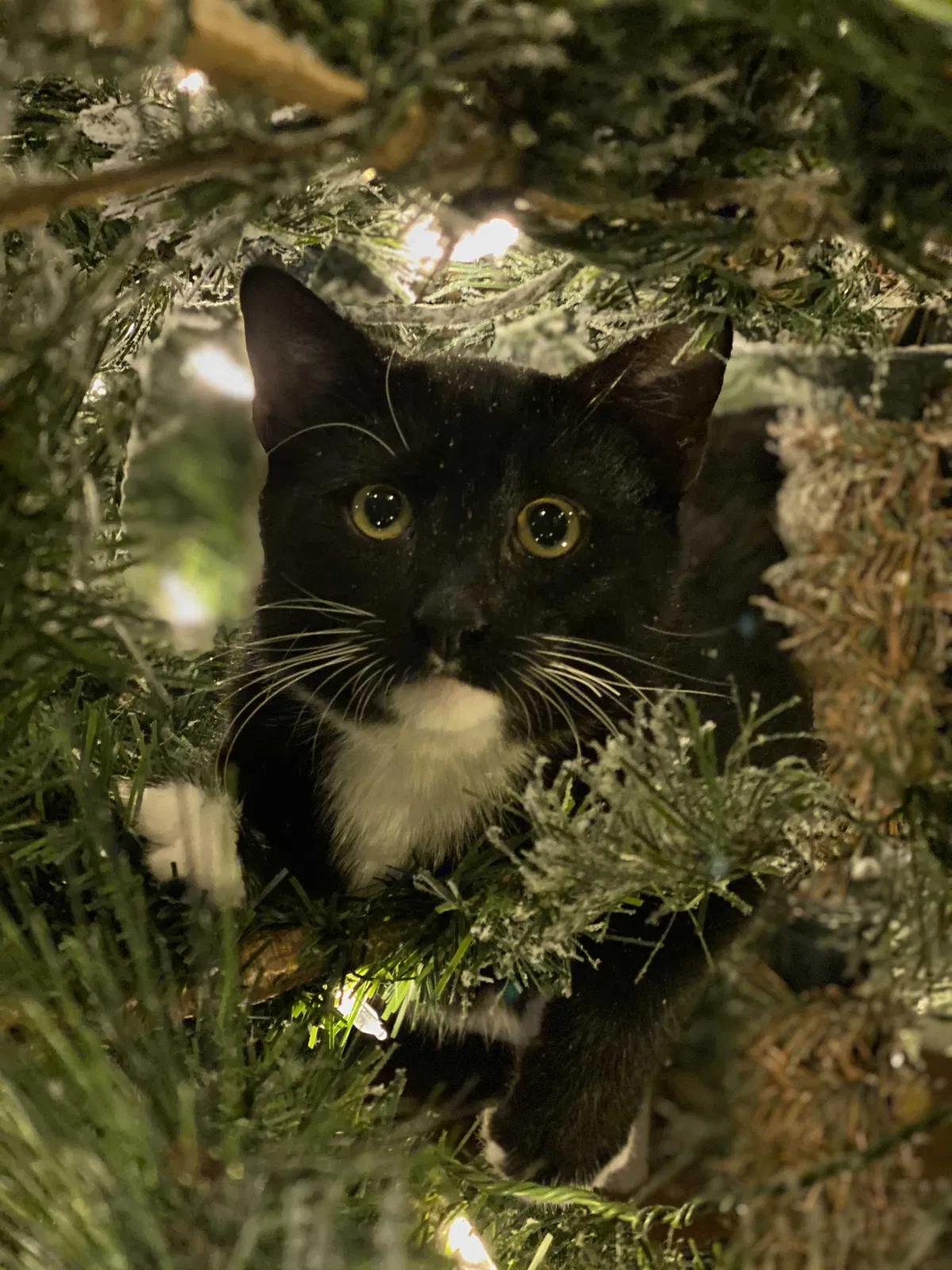 Lost cat in Rockwall, TX, 75087