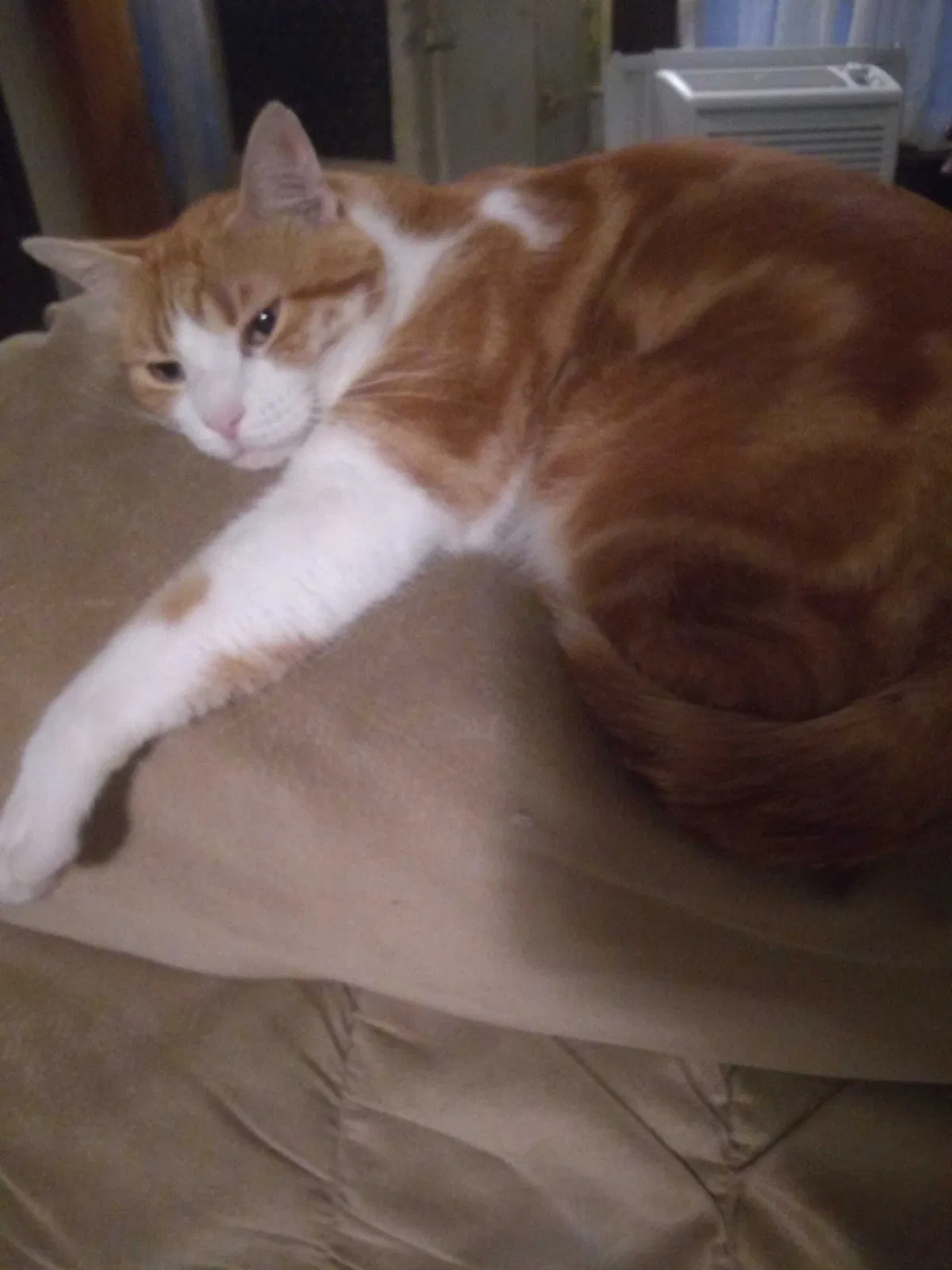 Lost cat in Saint Paul, MN, 55102