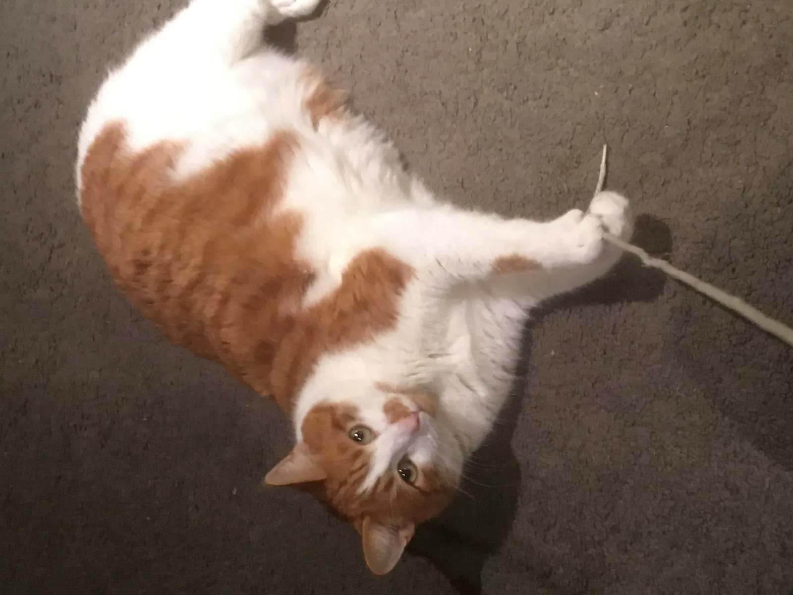Lost cat in Seattle, WA, 98133