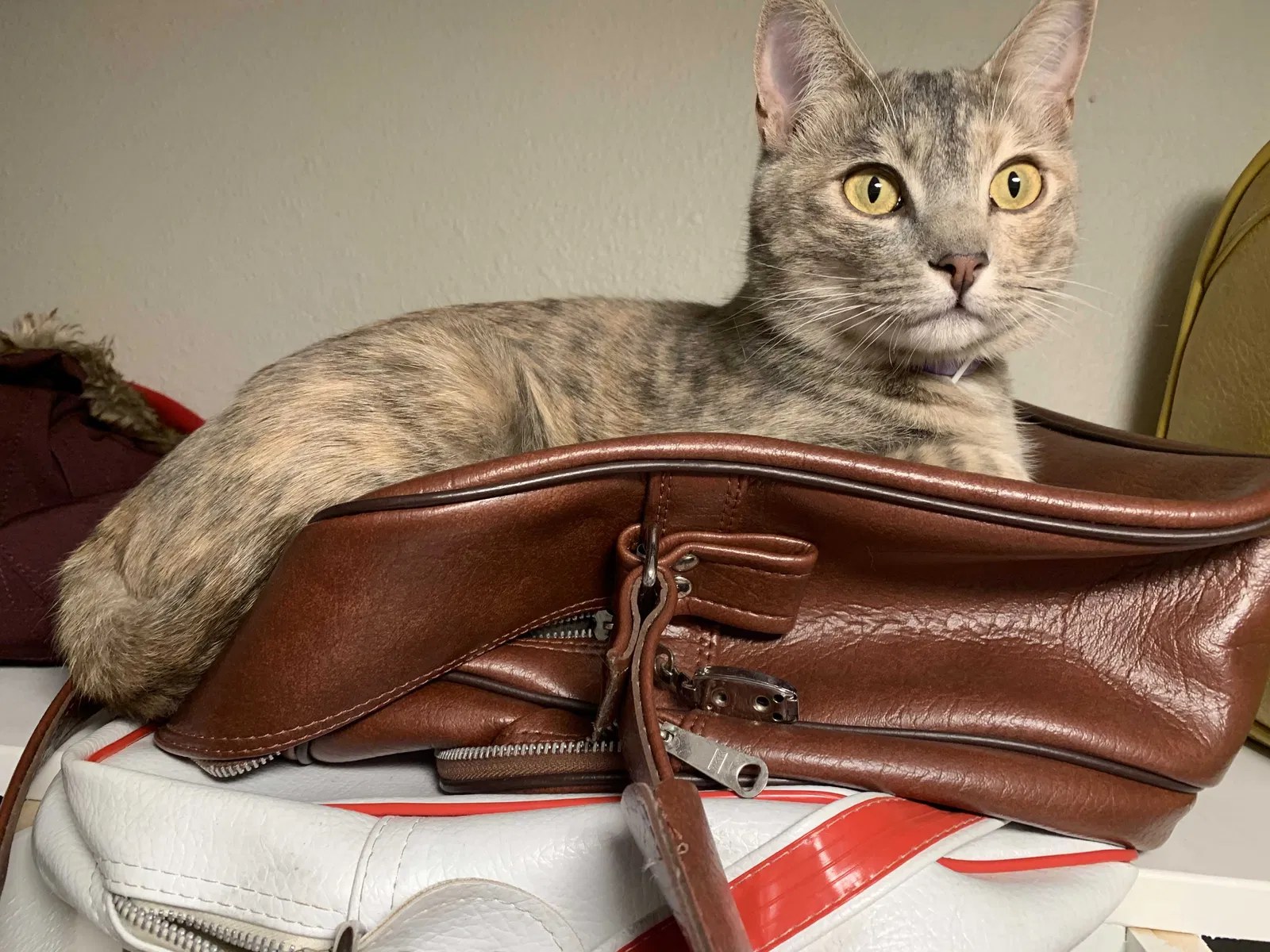 Lost cat in Haughton, LA, 71037