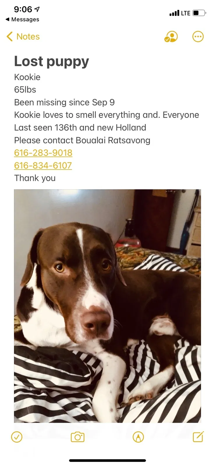 Lost dog in Holland, MI, 49424
