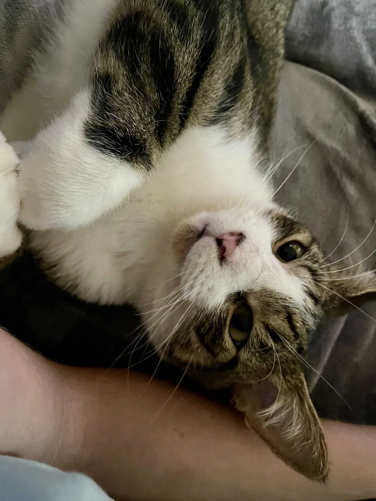 Lost cat in Rittman, OH, 44270