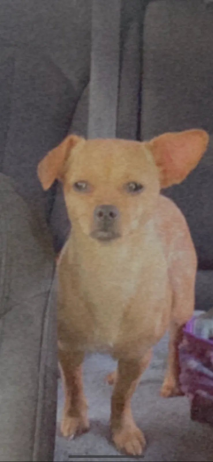 Lost dog in Hephzibah, GA, 30815