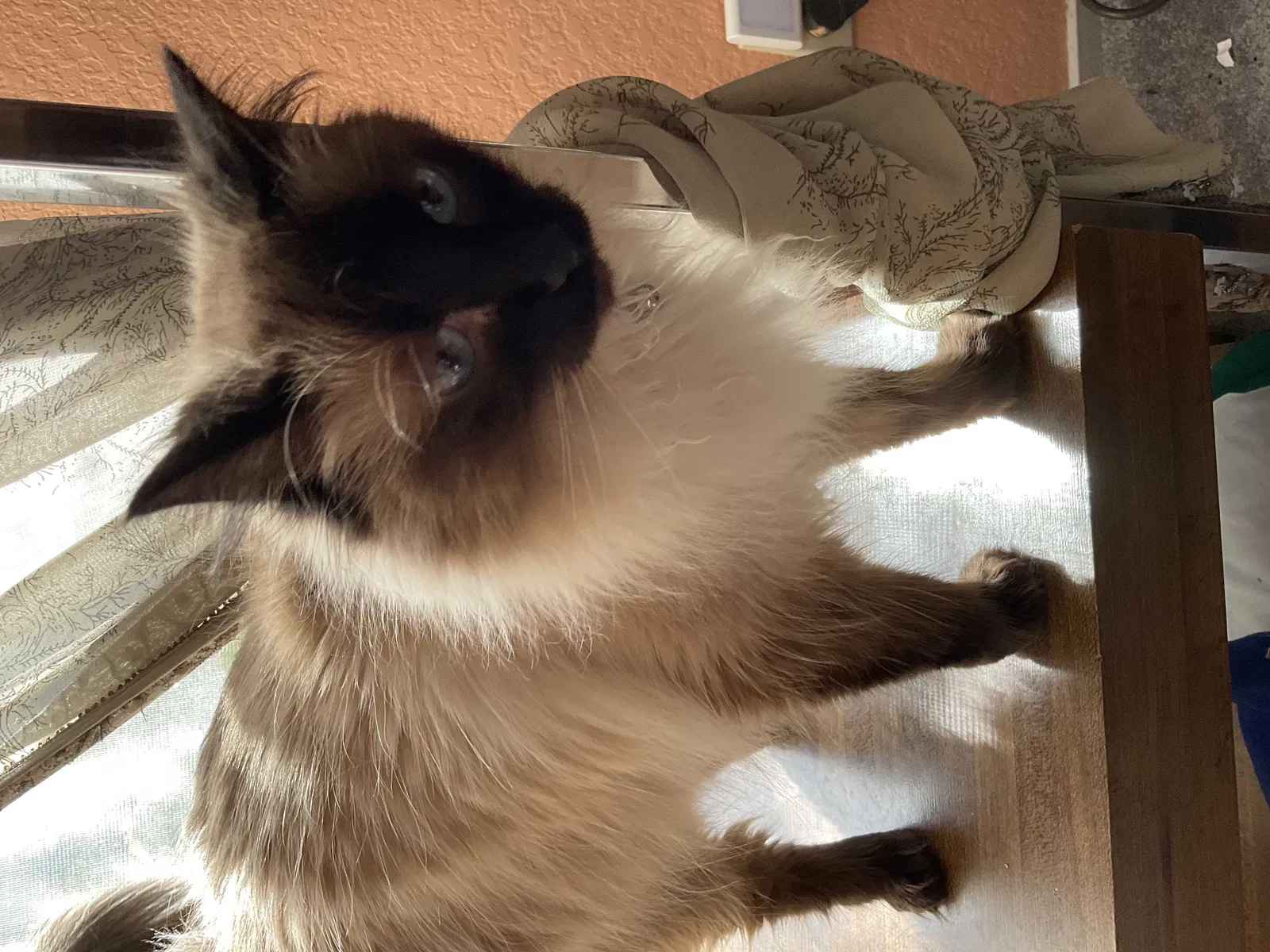 Lost cat in Modesto, CA, 95355