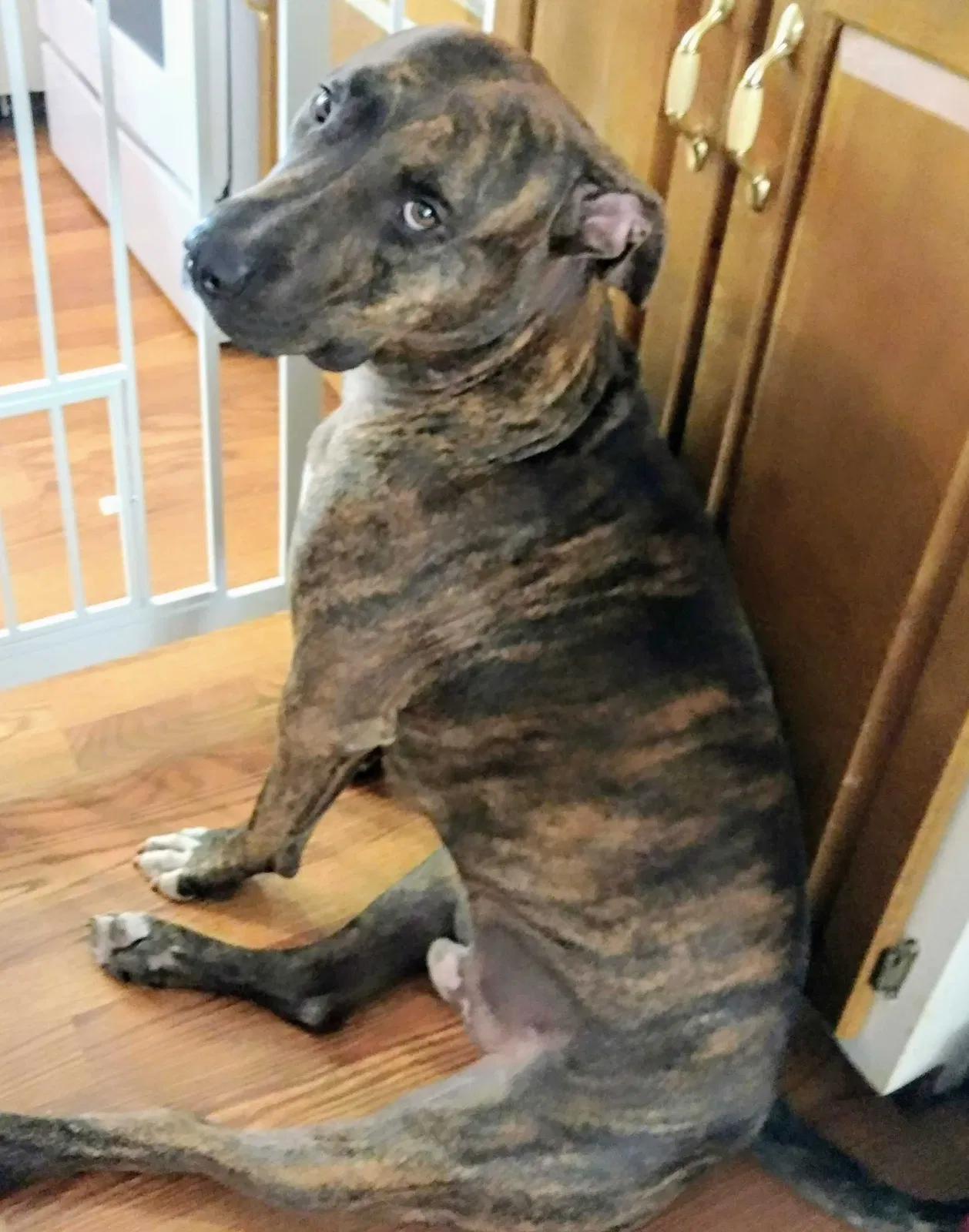 Lost dog in Mauk, GA, 31058
