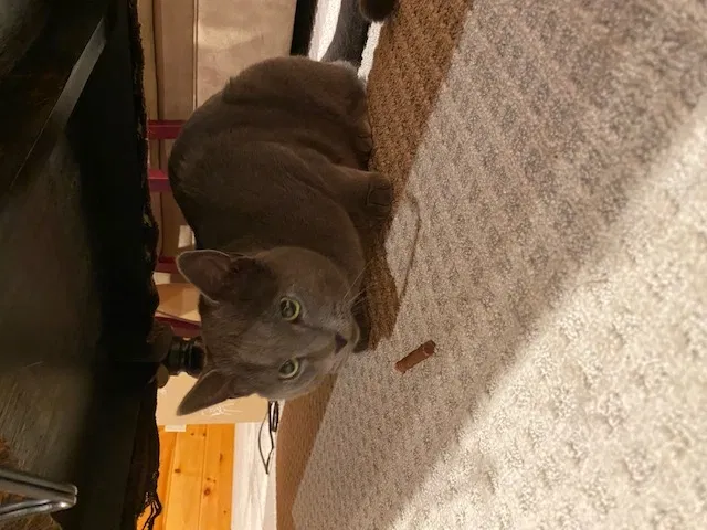Found cat in Blue Ridge, GA, 30513