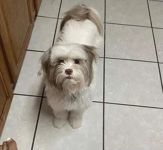 Lost dog in Brownsville, TX, 78526