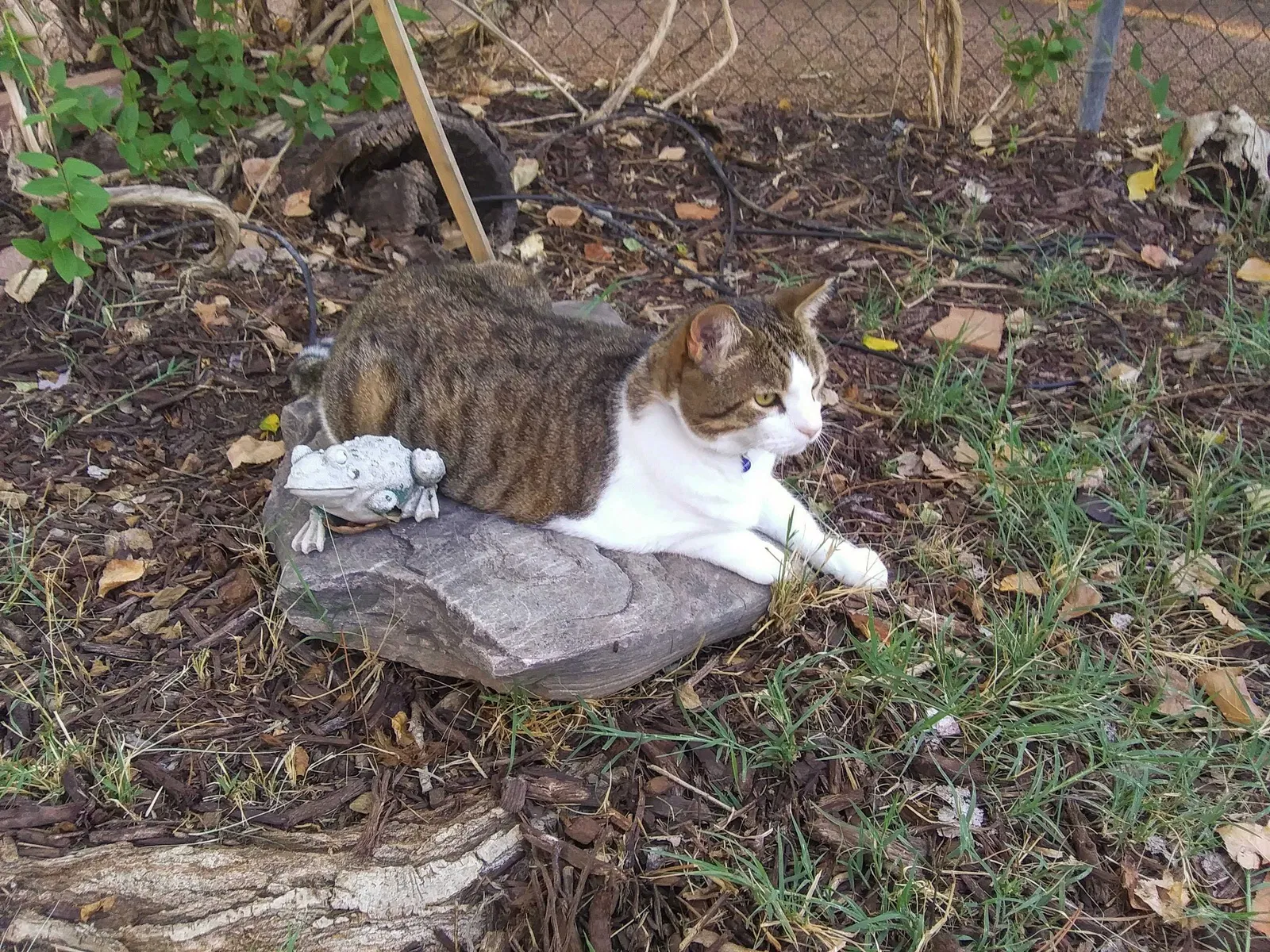 Lost cat in Payson, AZ, 85541