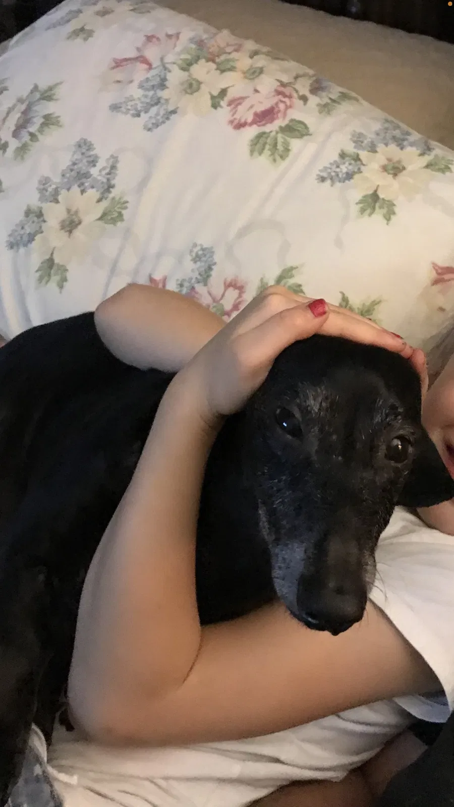 Lost dog in Tallahassee, FL, 32303