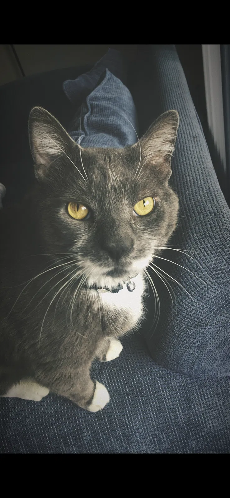 Lost cat in Minneapolis, MN, 55423