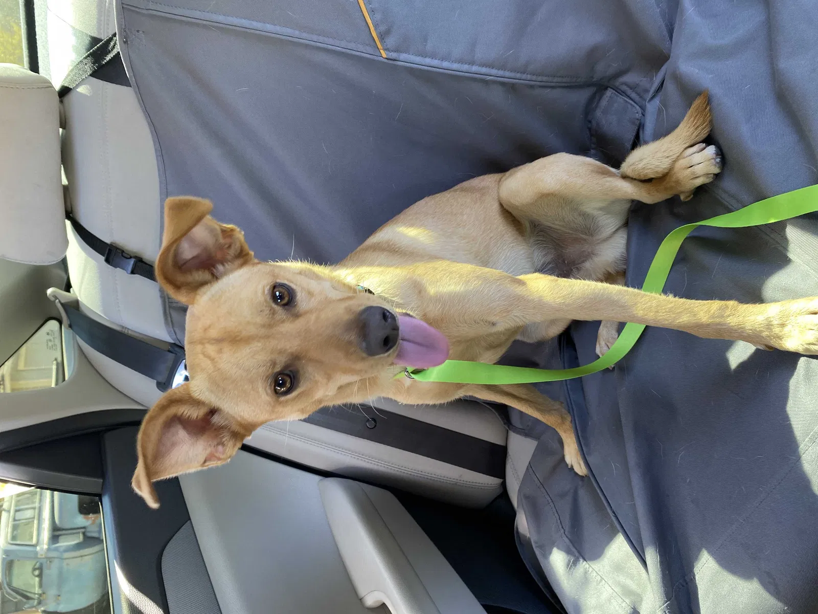 Lost dog in Antioch, CA, 94531