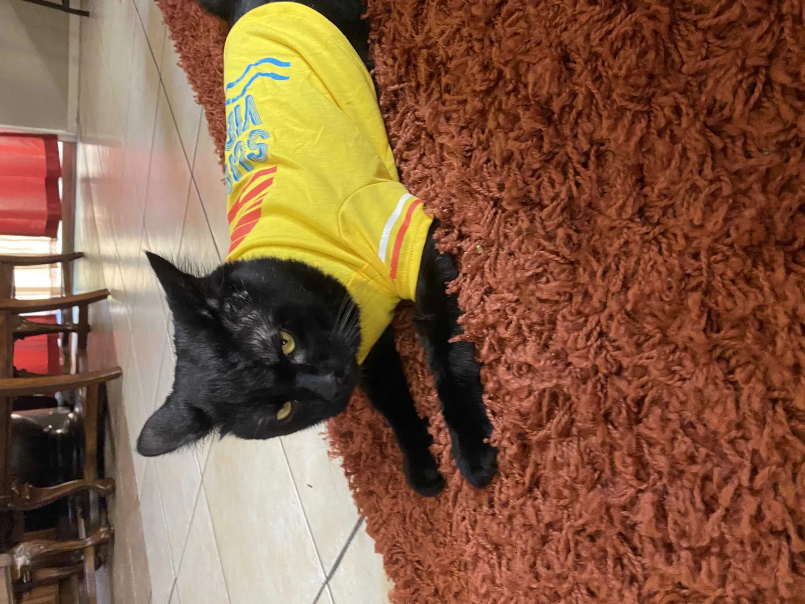 Lost cat in Surprise, AZ, 85388
