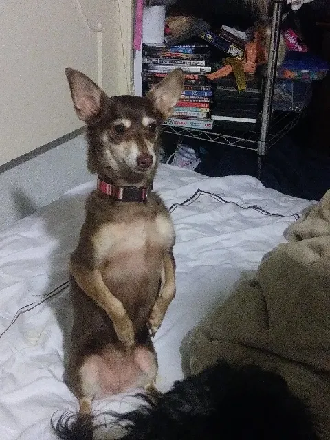 Lost dog in Amarillo, TX, 79104