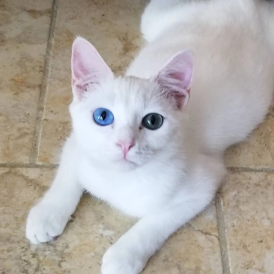 Lost cat in Leander, TX, 78645