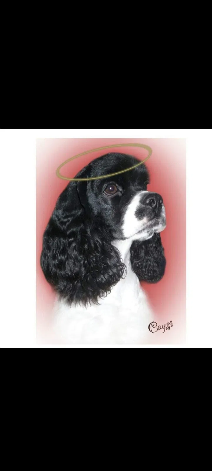 Lost dog in Oakland, AR, 72661
