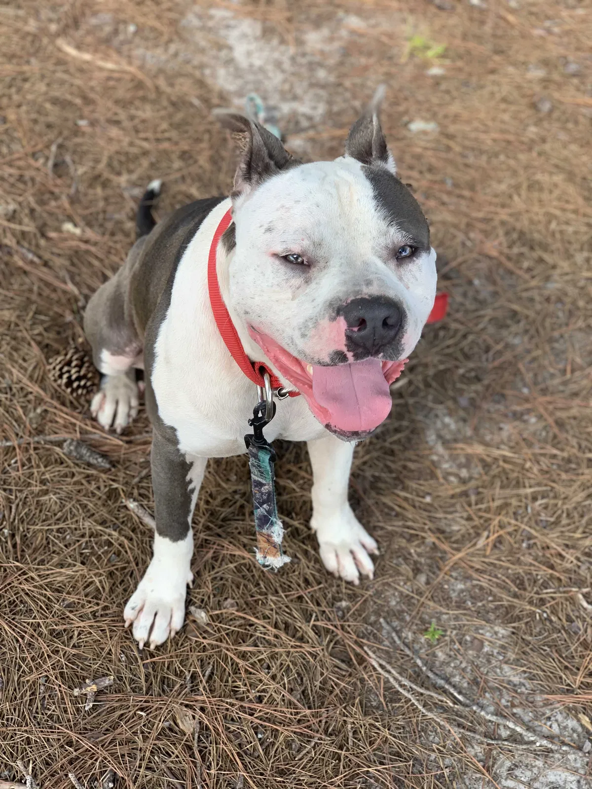 Lost dog in Fayetteville, NC, 28304