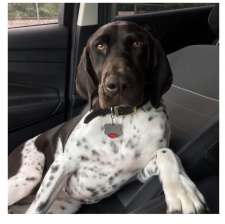 Lost dog in San Benito, TX, 78586