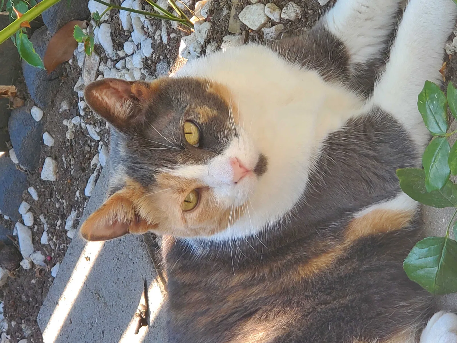 Lost cat in Monterey, CA, 93940