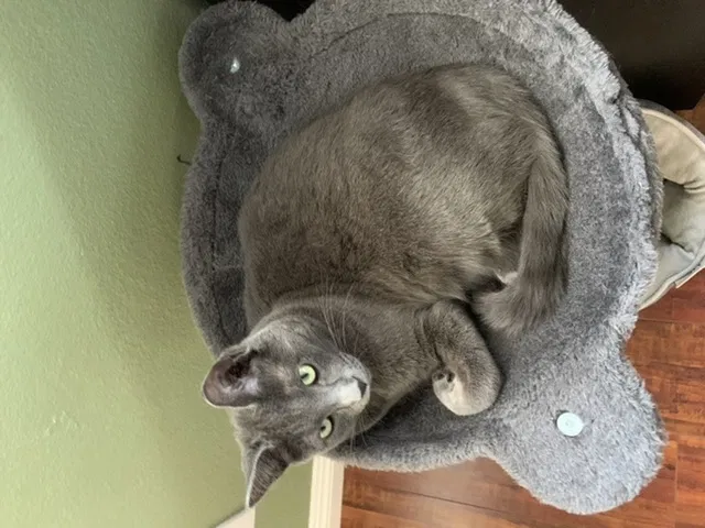 Lost cat in Laguna Hills, CA, 92653