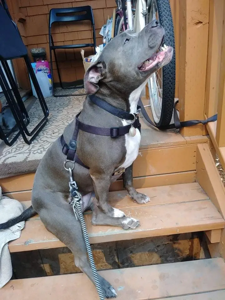 Lost dog in Seattle, WA, 98144