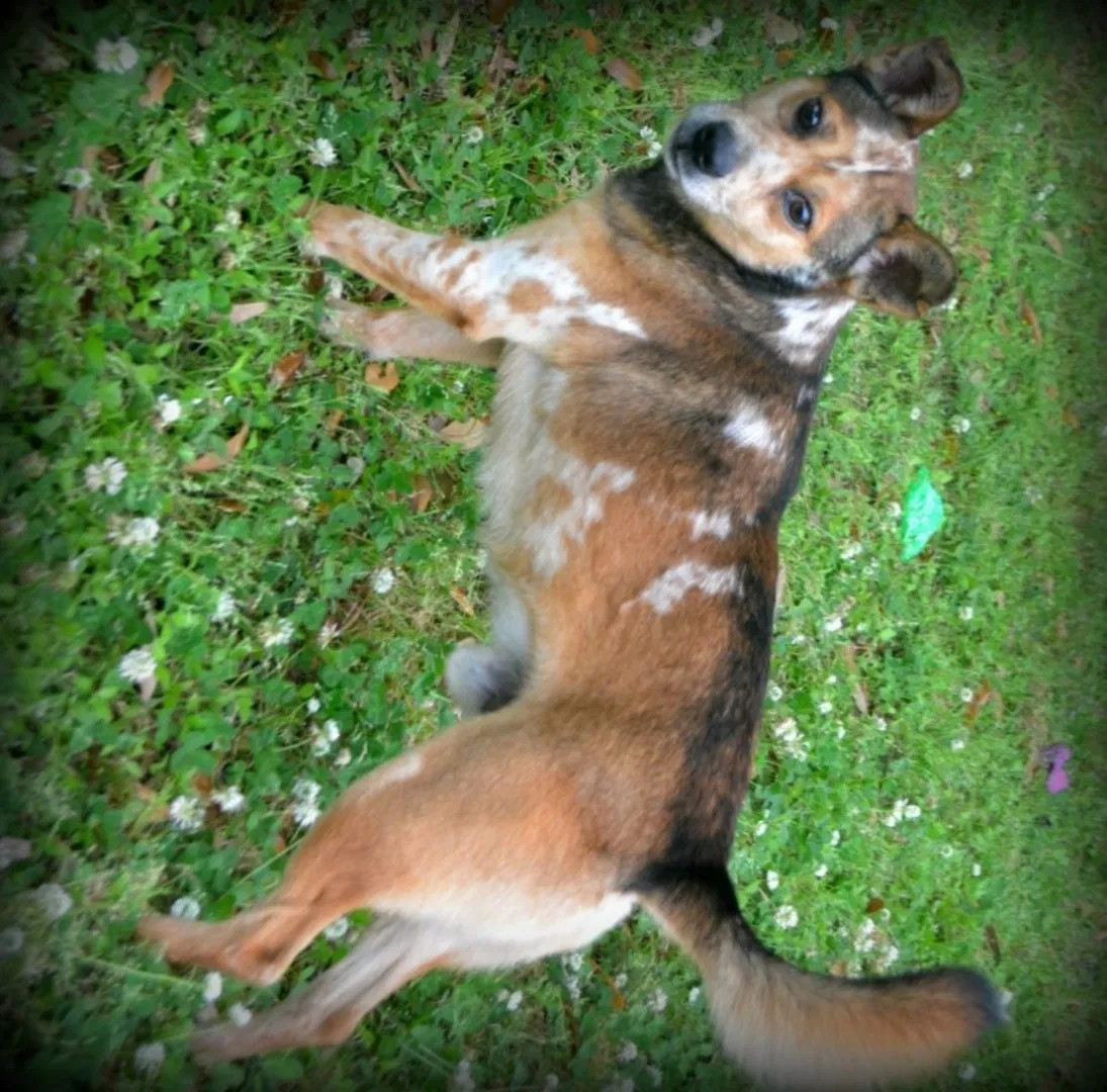 Lost dog in Birmingham, AL, 35215