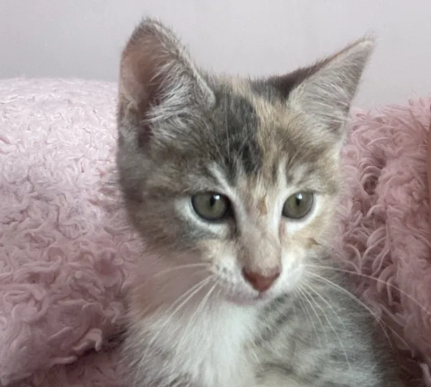 Lost cat in Bradenton Beach, FL, 34217